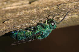 Image of Chrysis smaragdula