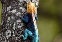 Image of Kirk's Rock Agama