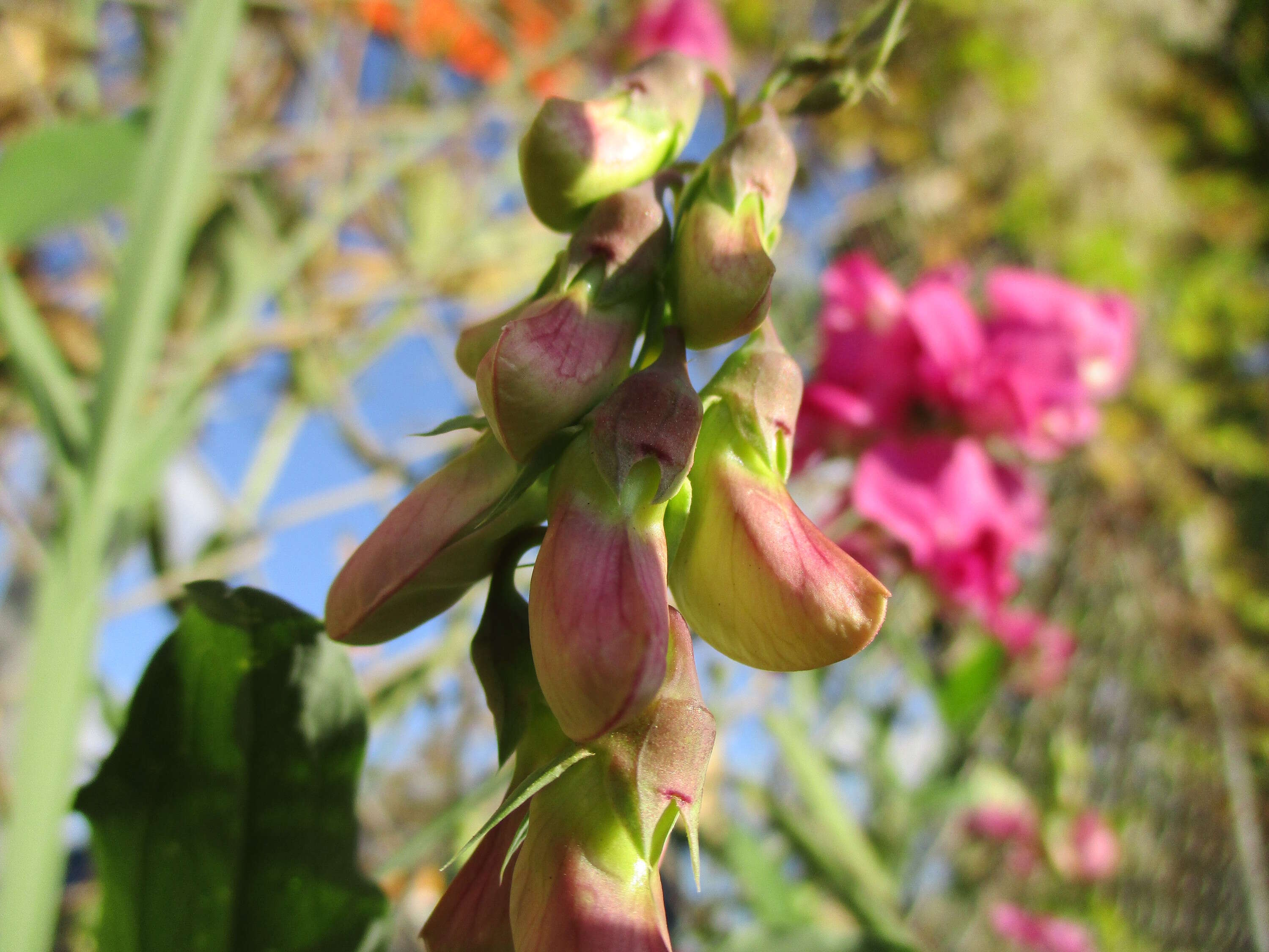 Image of Everlasting pea