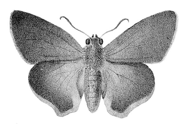 Image of Choaspes xanthopogon Kollar 1844