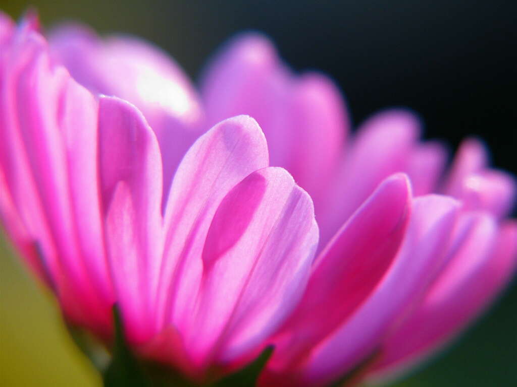 Image of garden cosmos