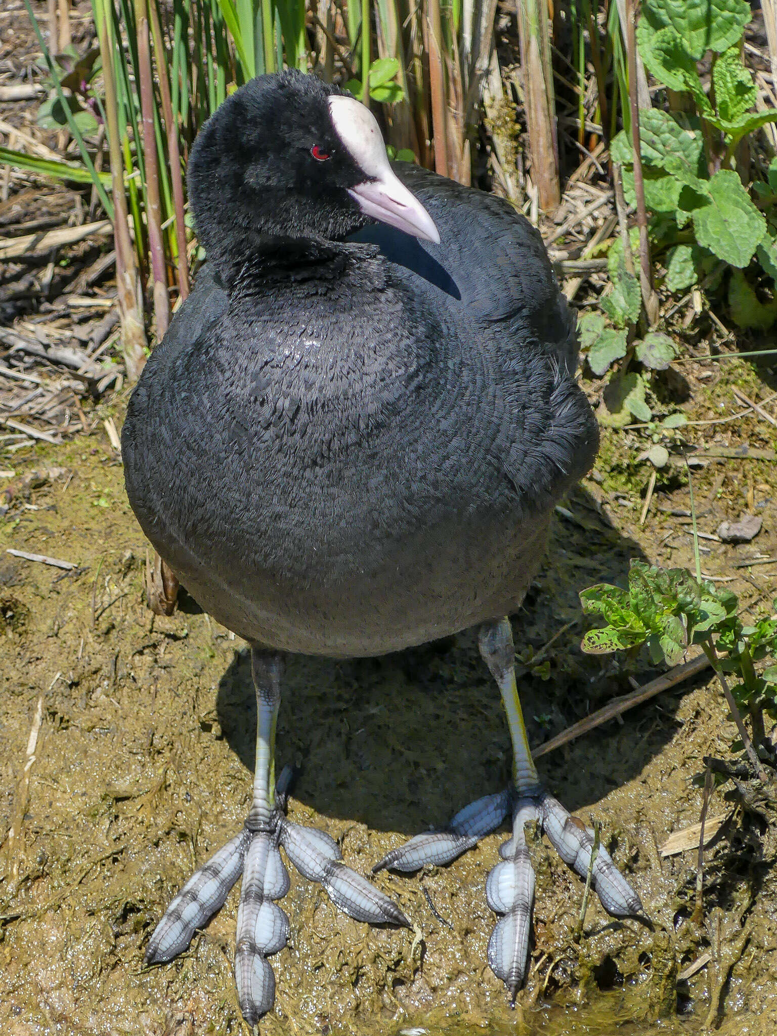 Image of Common Coot