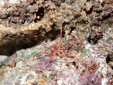 Image of sea spider