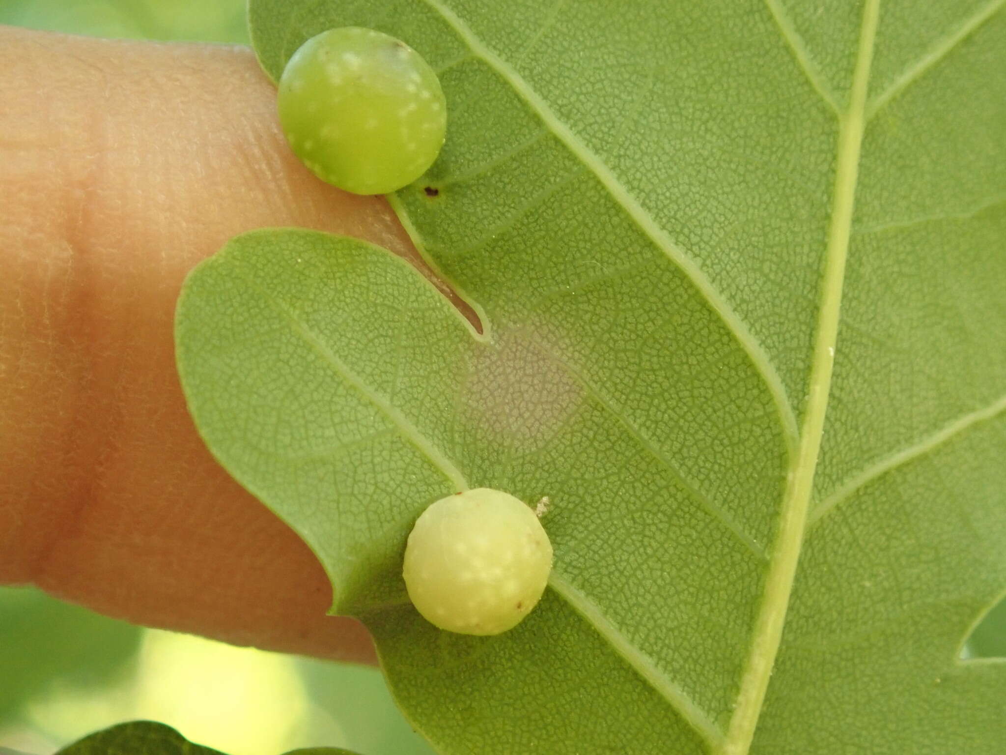 Imagem de Neuroterus quercusbaccarum (Linnaeus 1758)