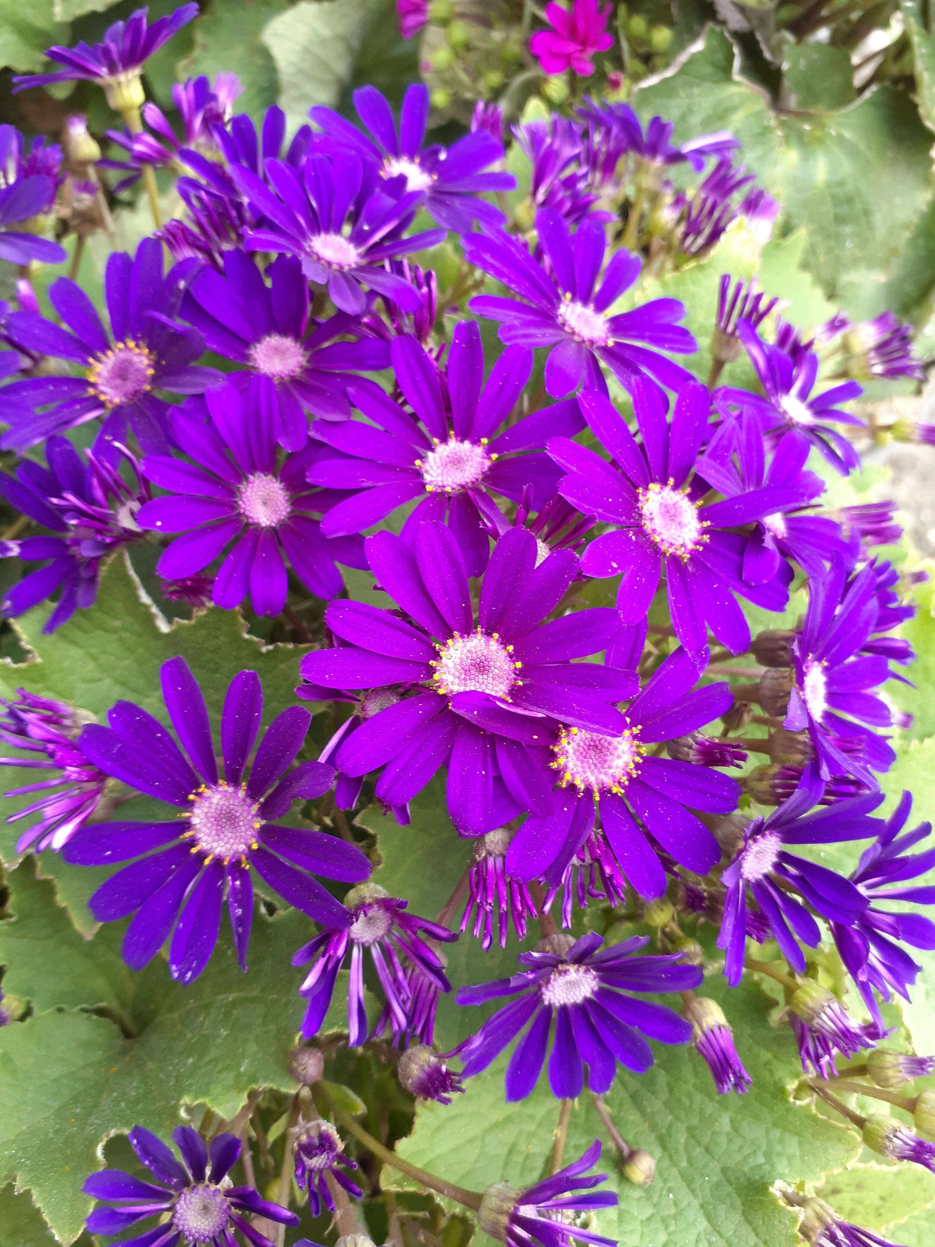 Image of cineraria