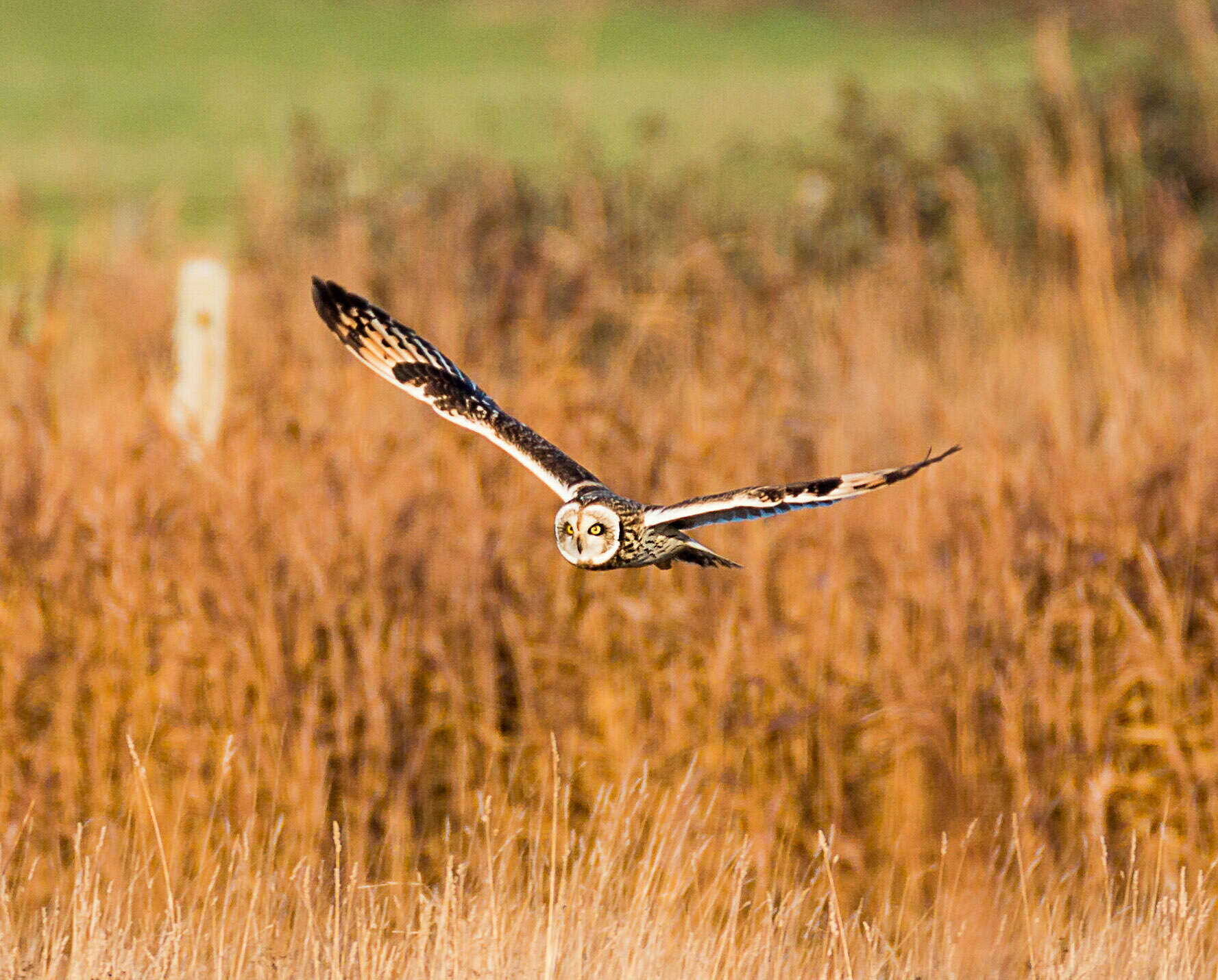 Image de Hibou des marais