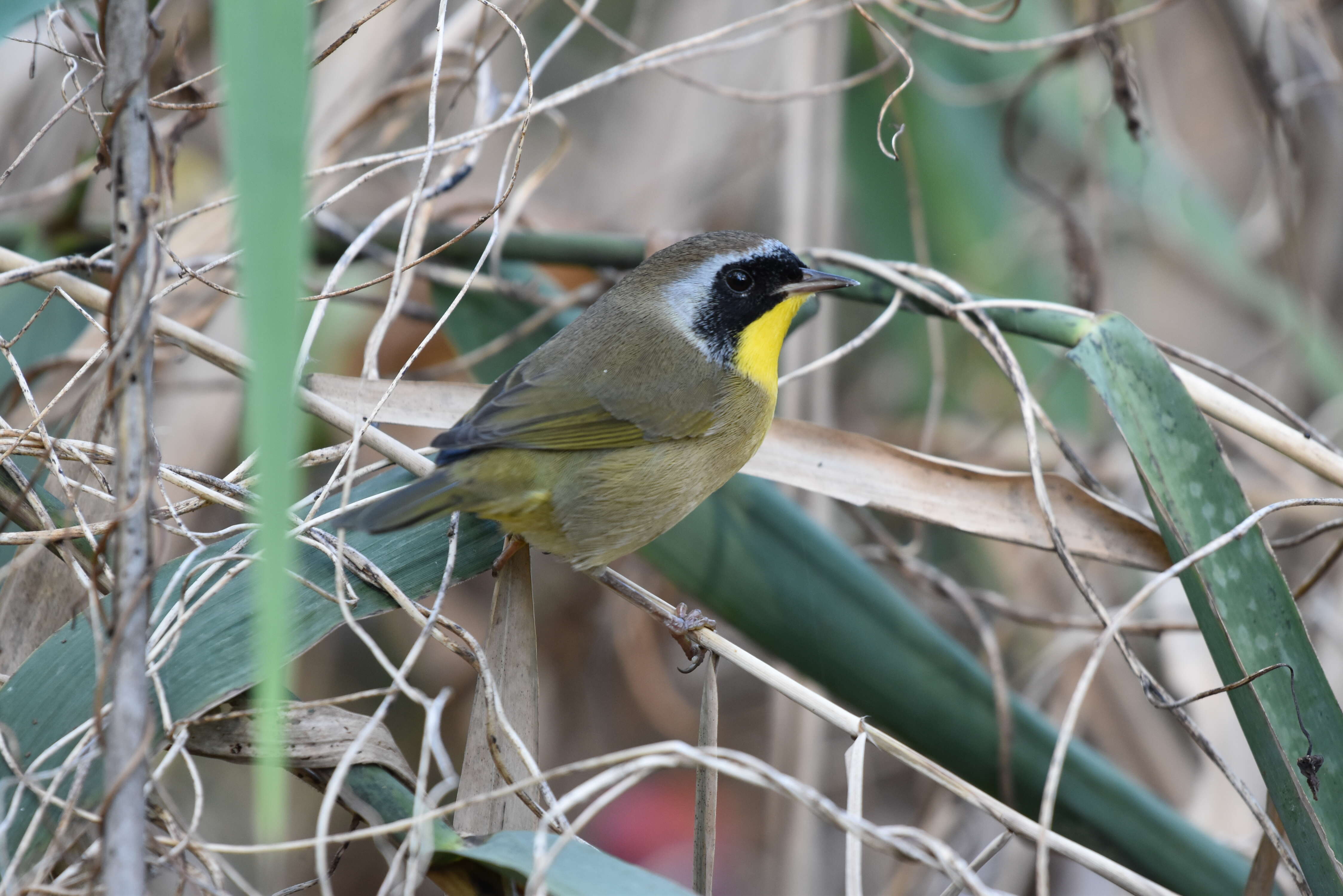 Geothlypis trichas (Linnaeus 1766) resmi