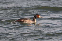 Image of Podiceps Latham 1787