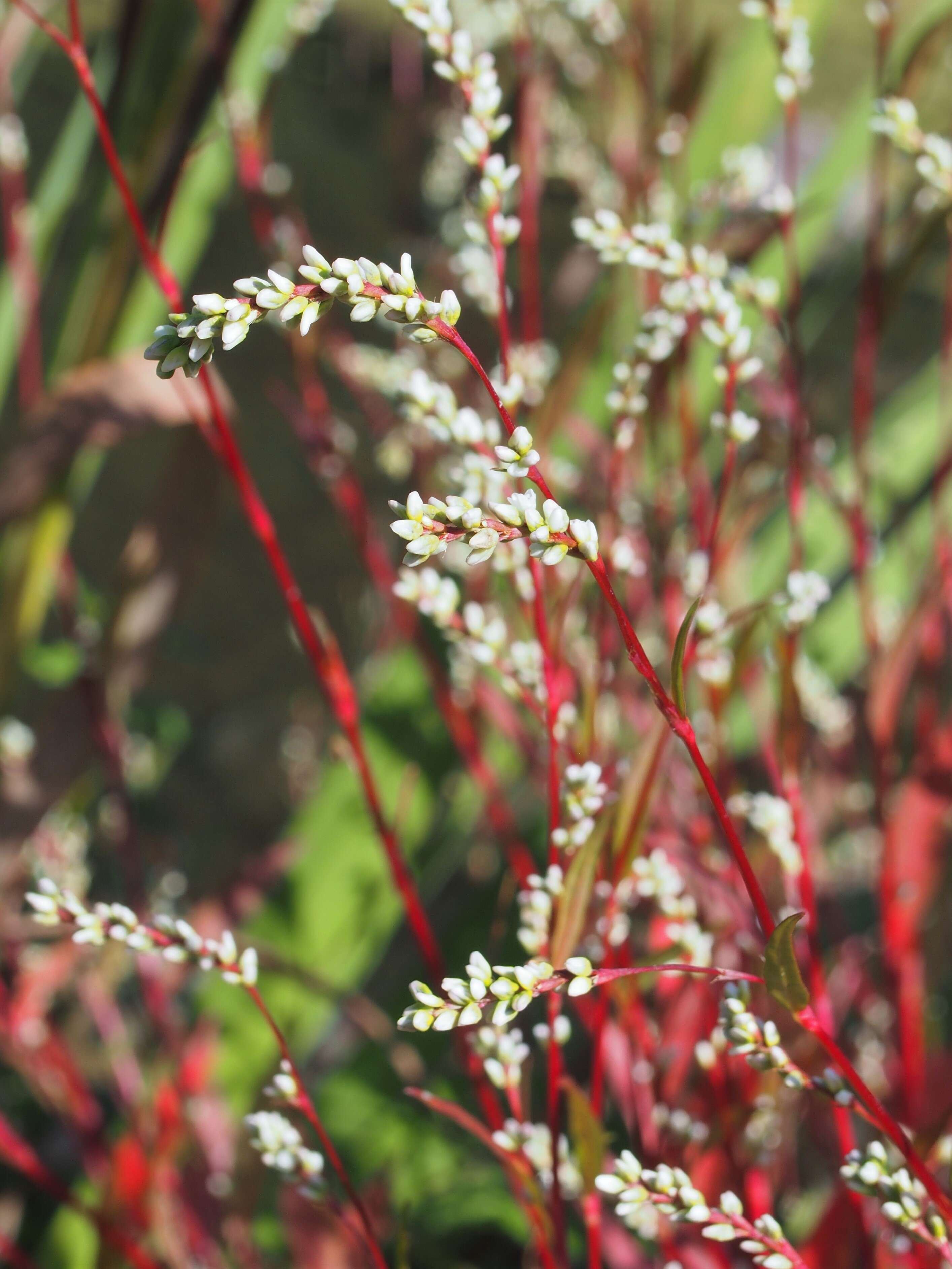 Image of Pygmy Smartweed