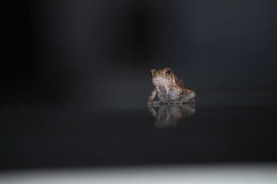 Image of Asian black-spined toad