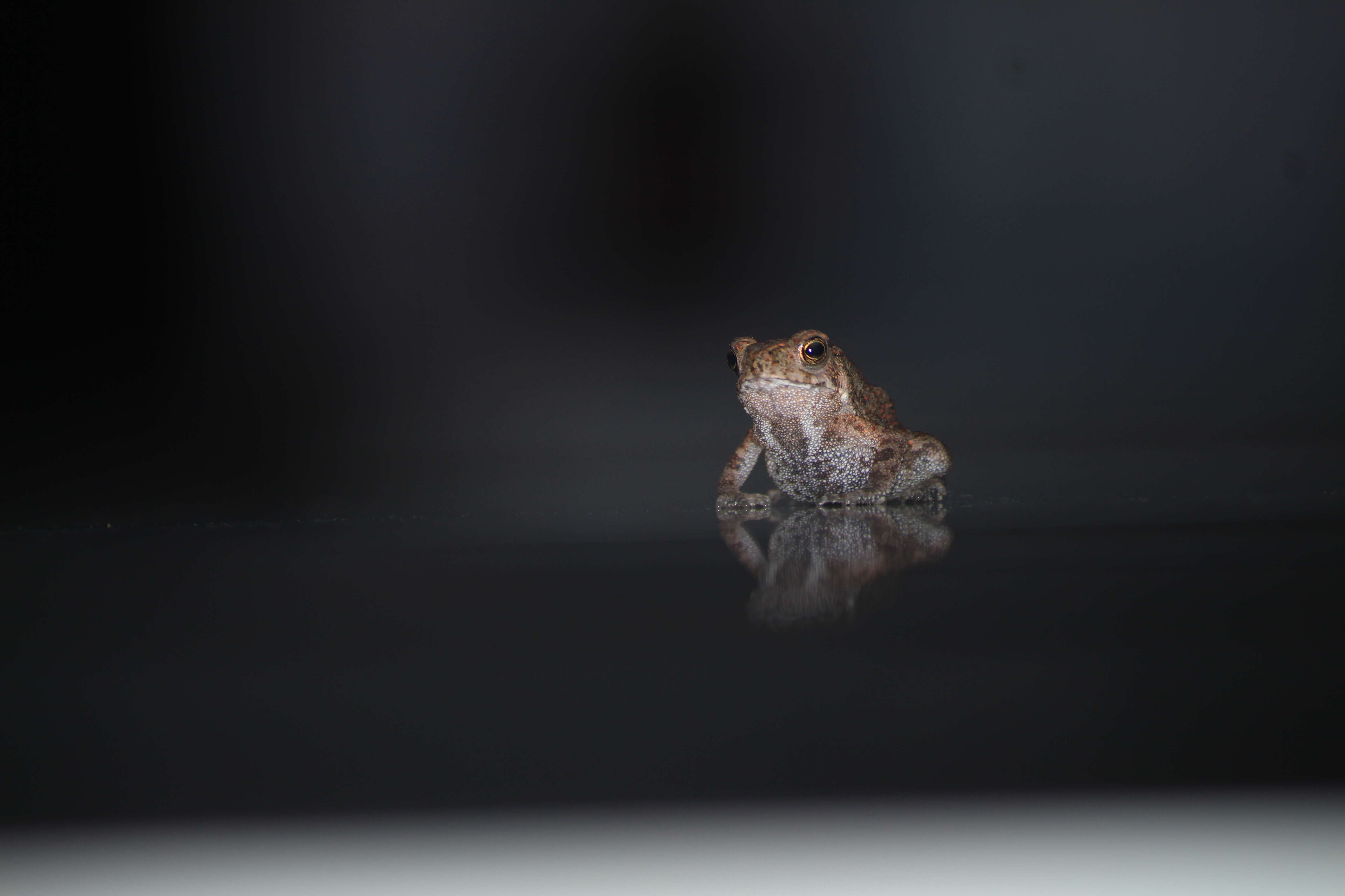 Image of asian black spotted toad