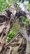 Image of Bark Cloth Fig