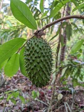 Image of soursop