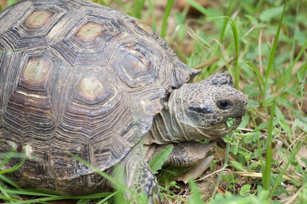 Слика од Gopherus berlandieri (Agassiz 1857)