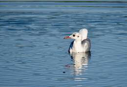 Image of Black-headed Gull