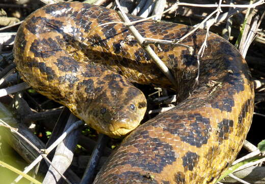 Image of Yellow anaconda