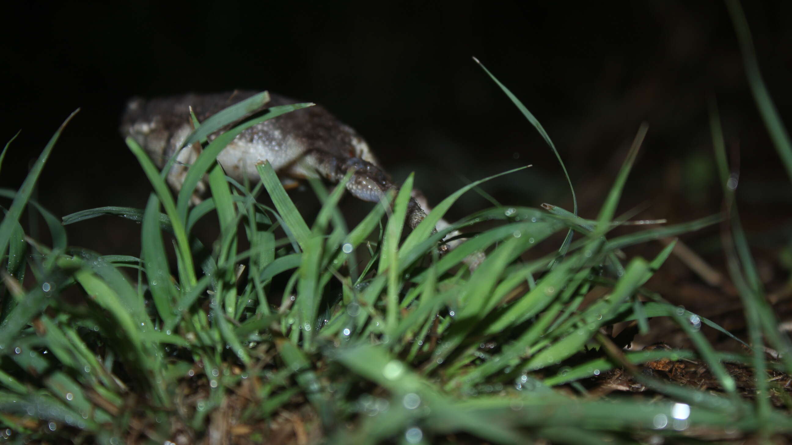 Image of Duttaphrynus Frost, Grant, Faivovich, Bain, Haas, Haddad, de Sá, Channing, Wilkinson & Donnellan et al. 2006