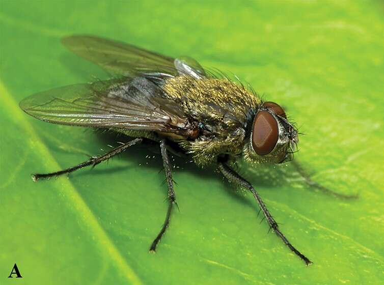 Image of Cluster flies