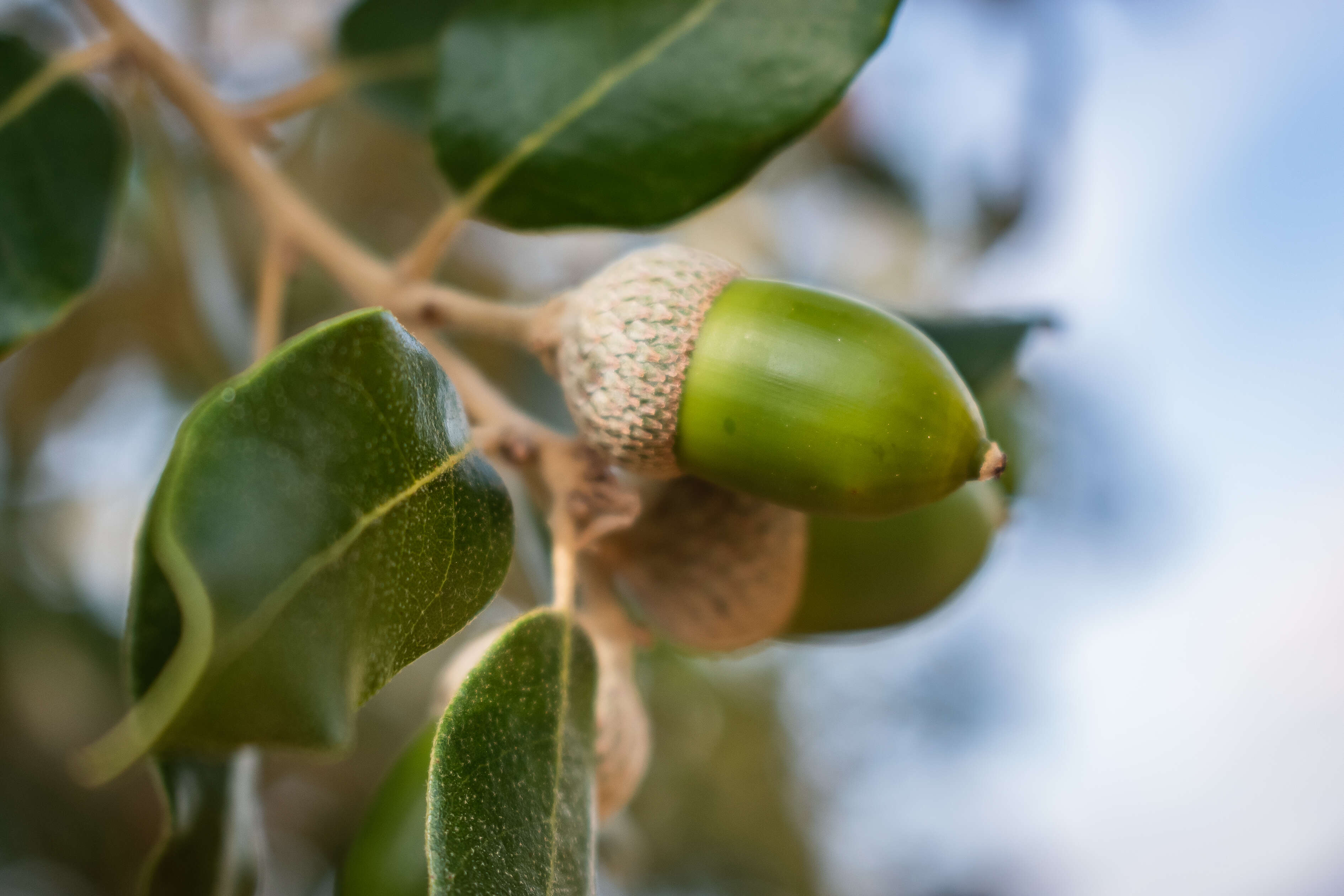 Image of Holm Oak