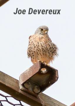 Image of kestrel, common kestrel