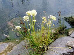 Image of Allium flavescens Besser