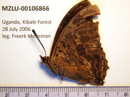 Image of Demon Charaxes