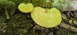 Image of Polyporus tuberaster (Jacq. ex Pers.) Fr. 1821