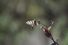 Imagem de Iphiclides