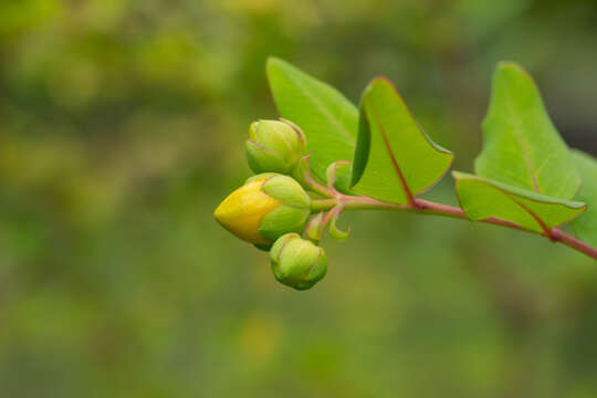 Image of Hypericum