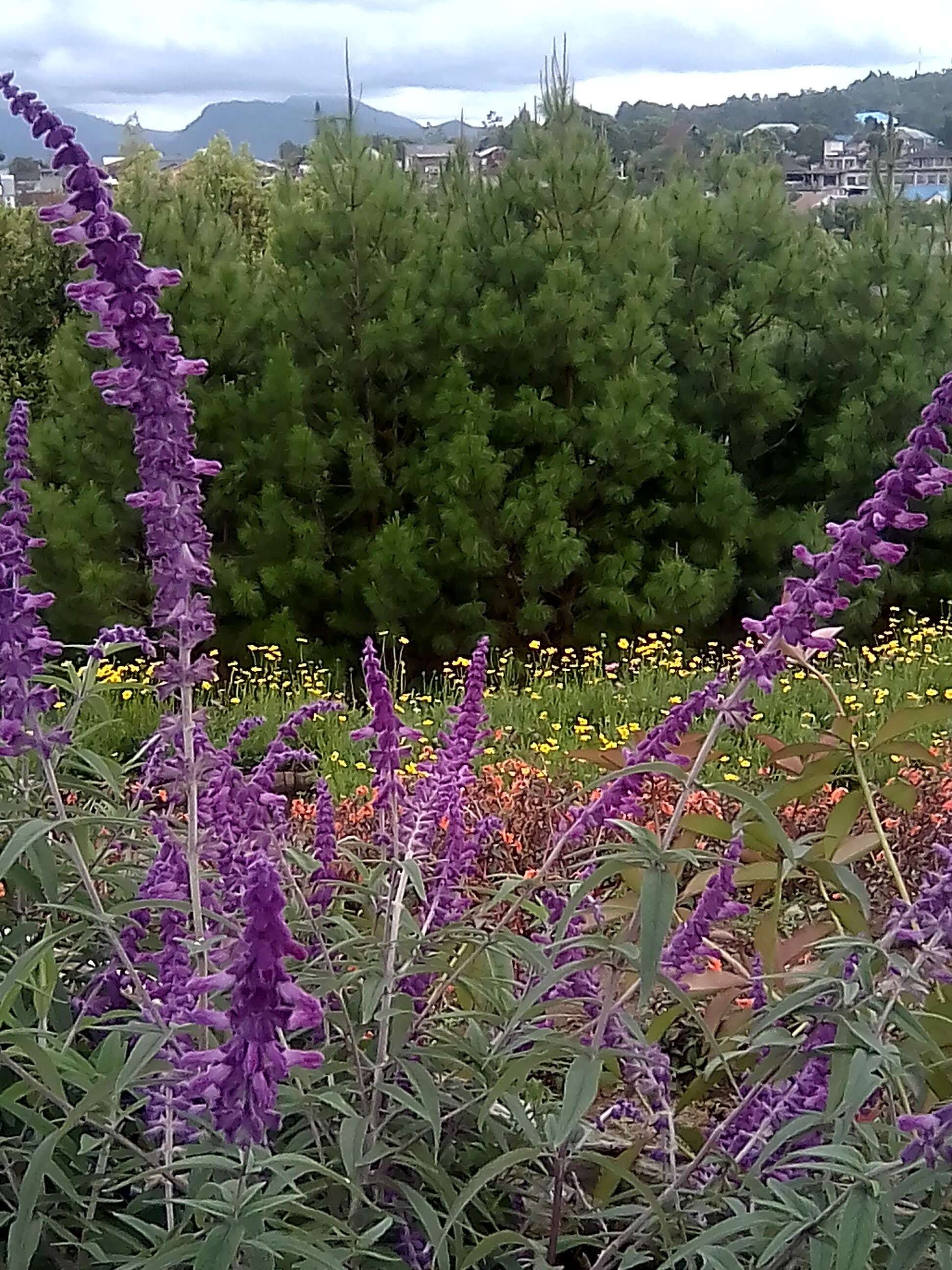 Imagem de Salvia leucantha Cav.