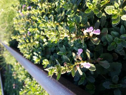 Слика од Teucrium chamaedrys L.