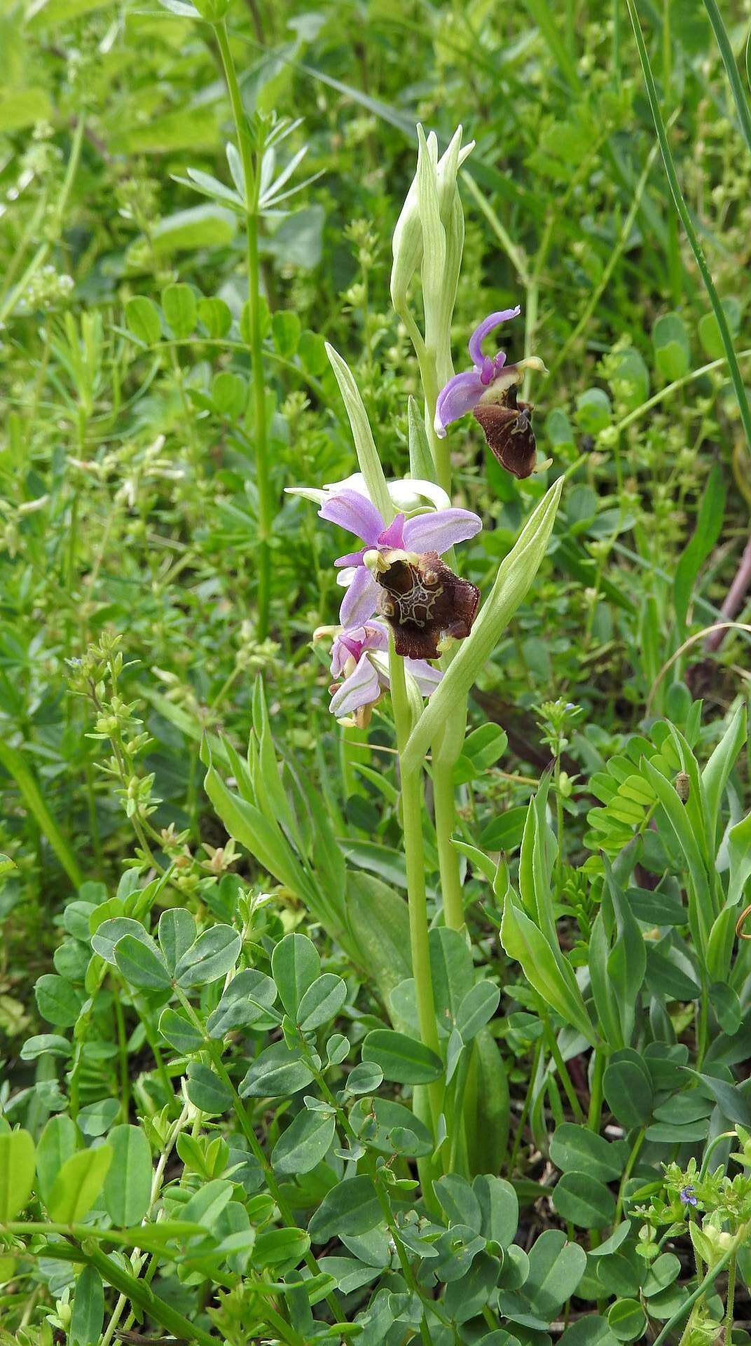 Image of Ophrys holosericea