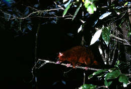 Image of Coppery Brushtail Possum