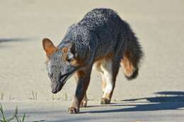 Image of Grey Foxes