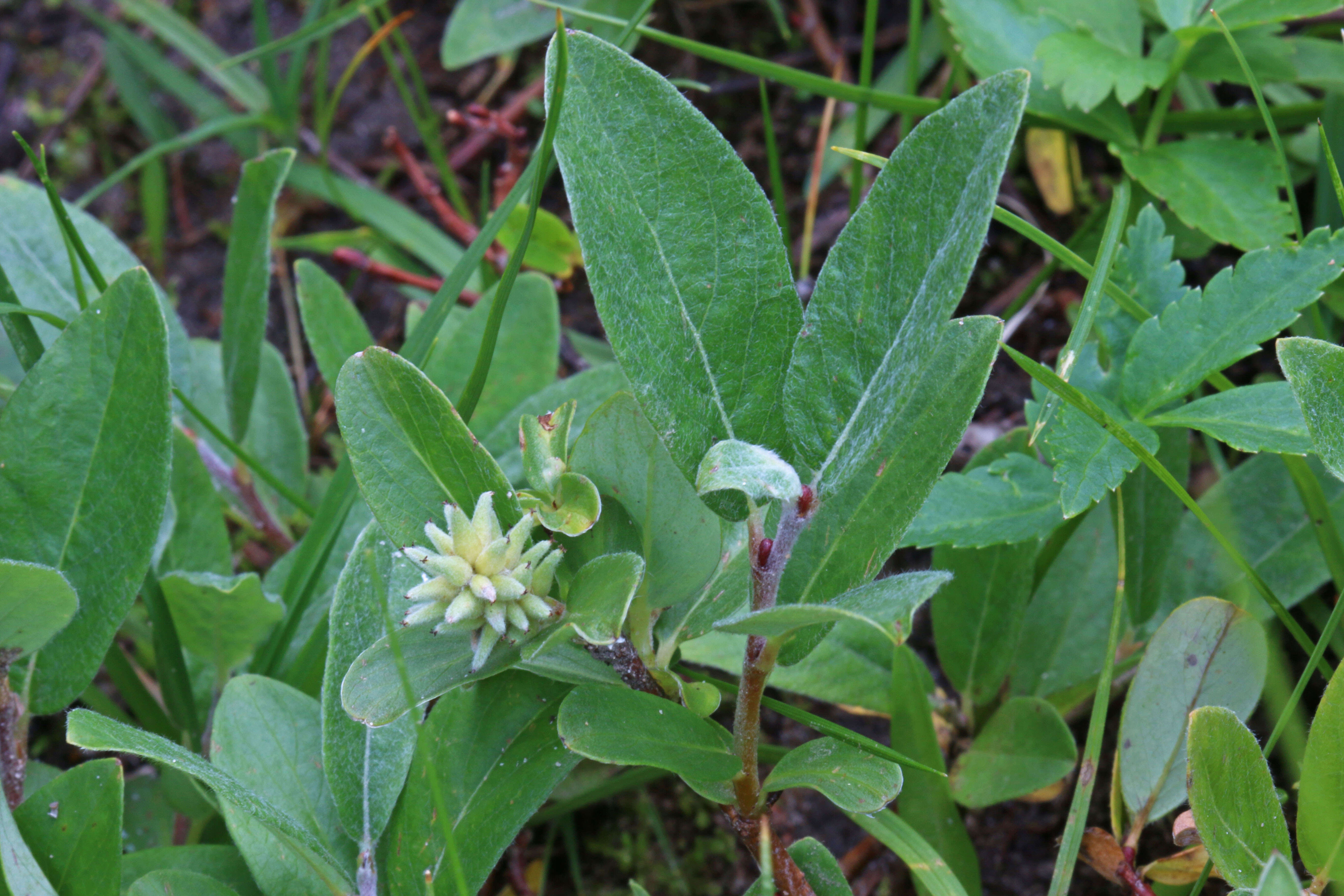 Image of shortfruit willow