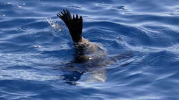 Image of Afro-Australian Fur Seal