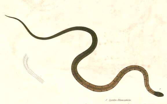 Image of Black-headed Collared Snake