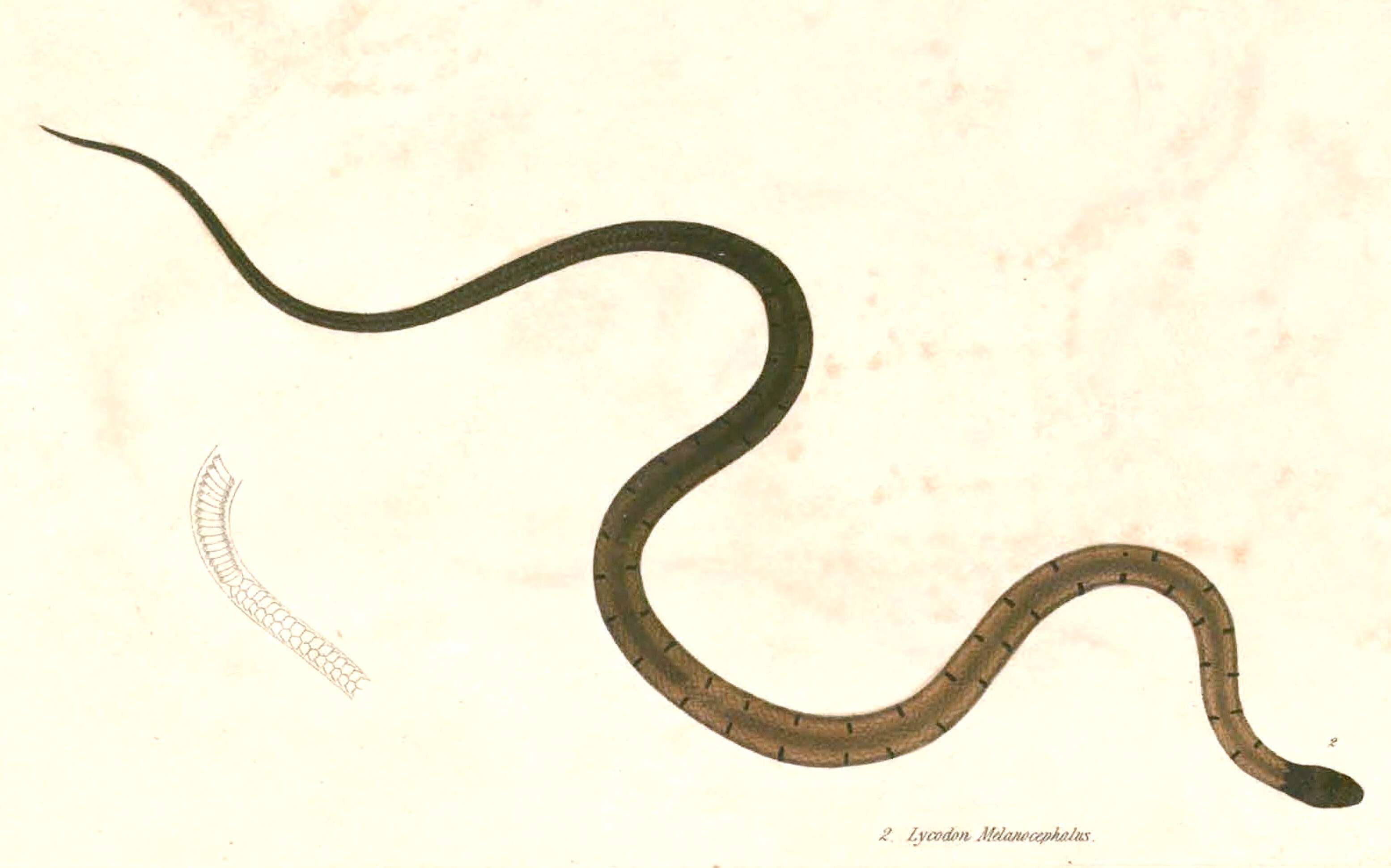 Imagem de Sibynophis melanocephalus (Gray 1835)