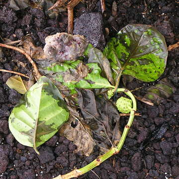 Image of Indian mulberry