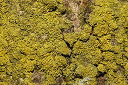 Image of lemon lichen