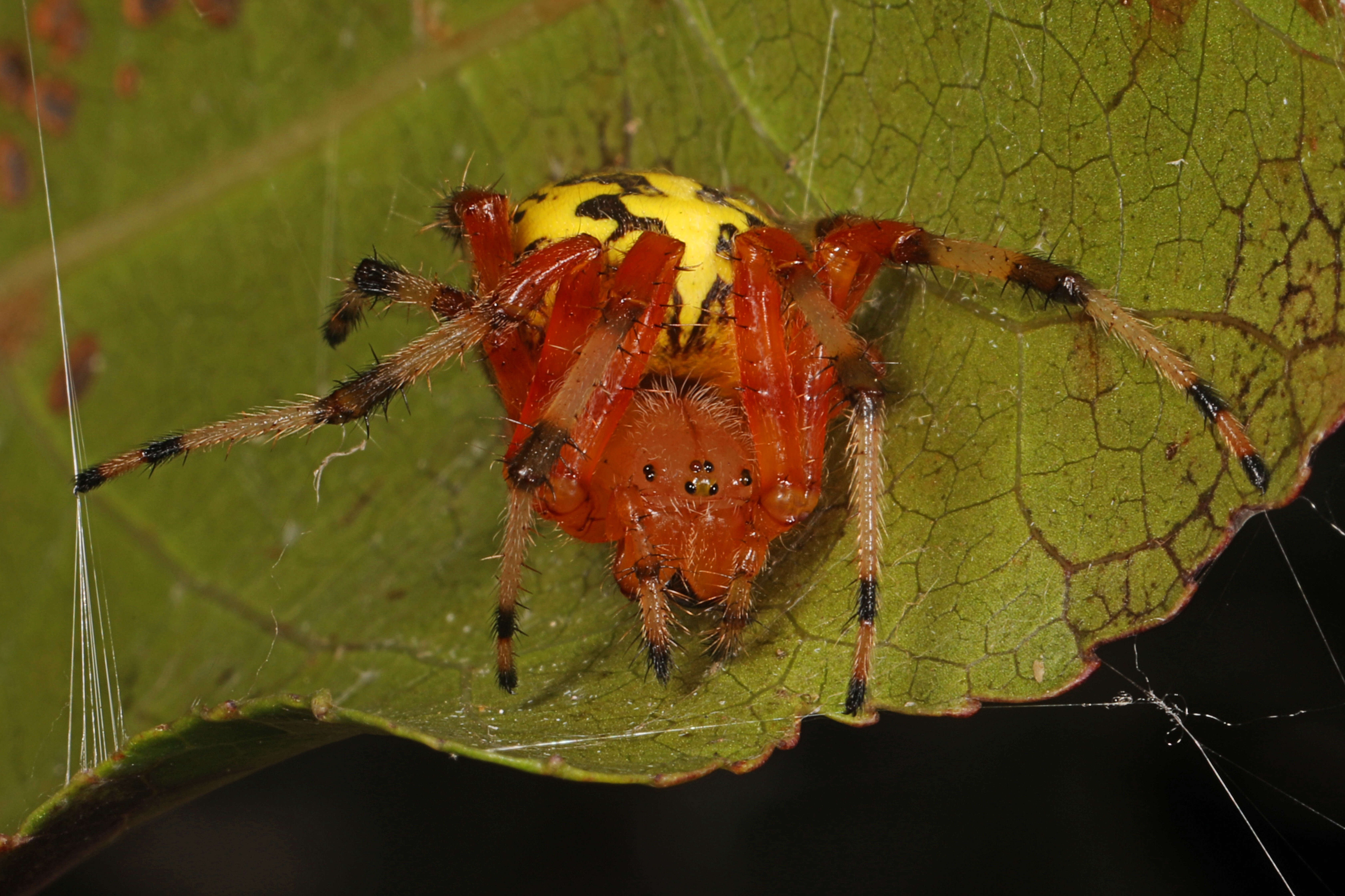 Image of Angulate & Roundshouldered Orbweaver