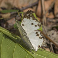 Image of Protogoniomorpha anacardii