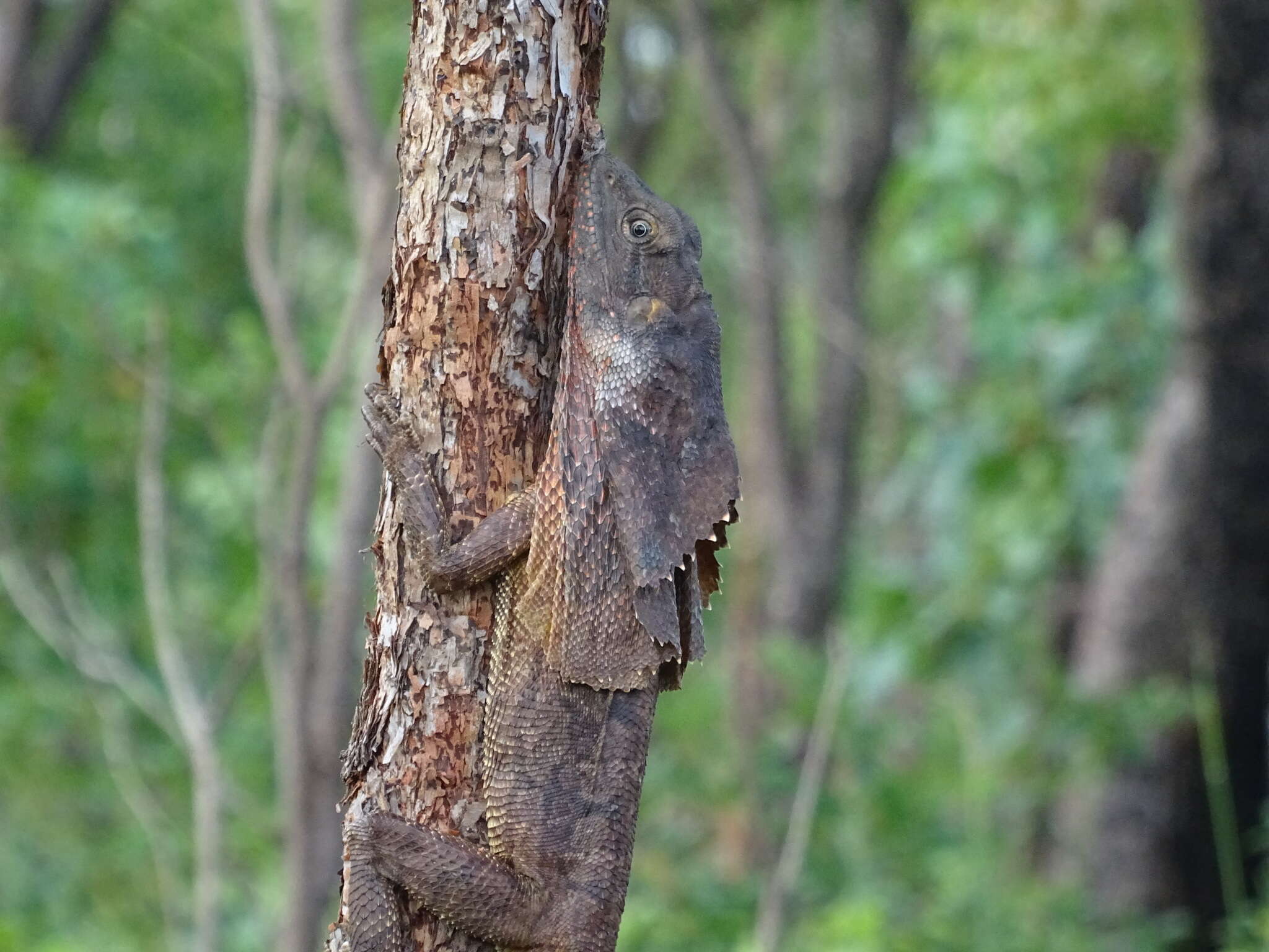 Image of Frilled Lizard