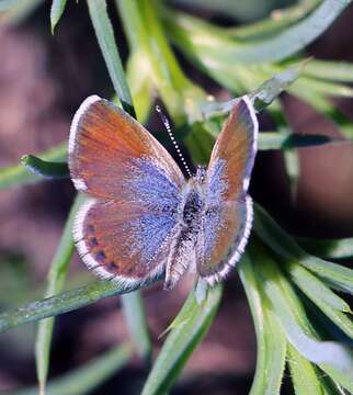 Image of Western pygmy blue