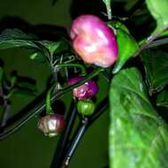 Image of Capsicum chinense