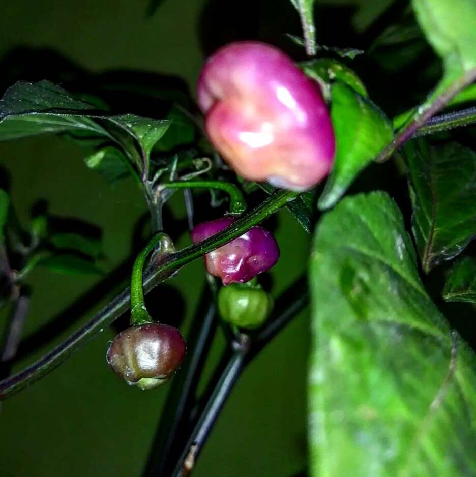 Image of Capsicum chinense