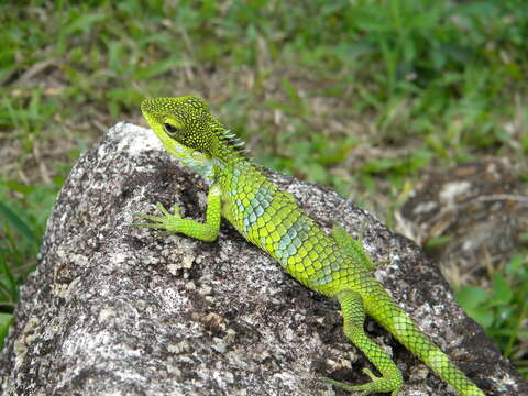 Image of Big Scaled Variable Lizard