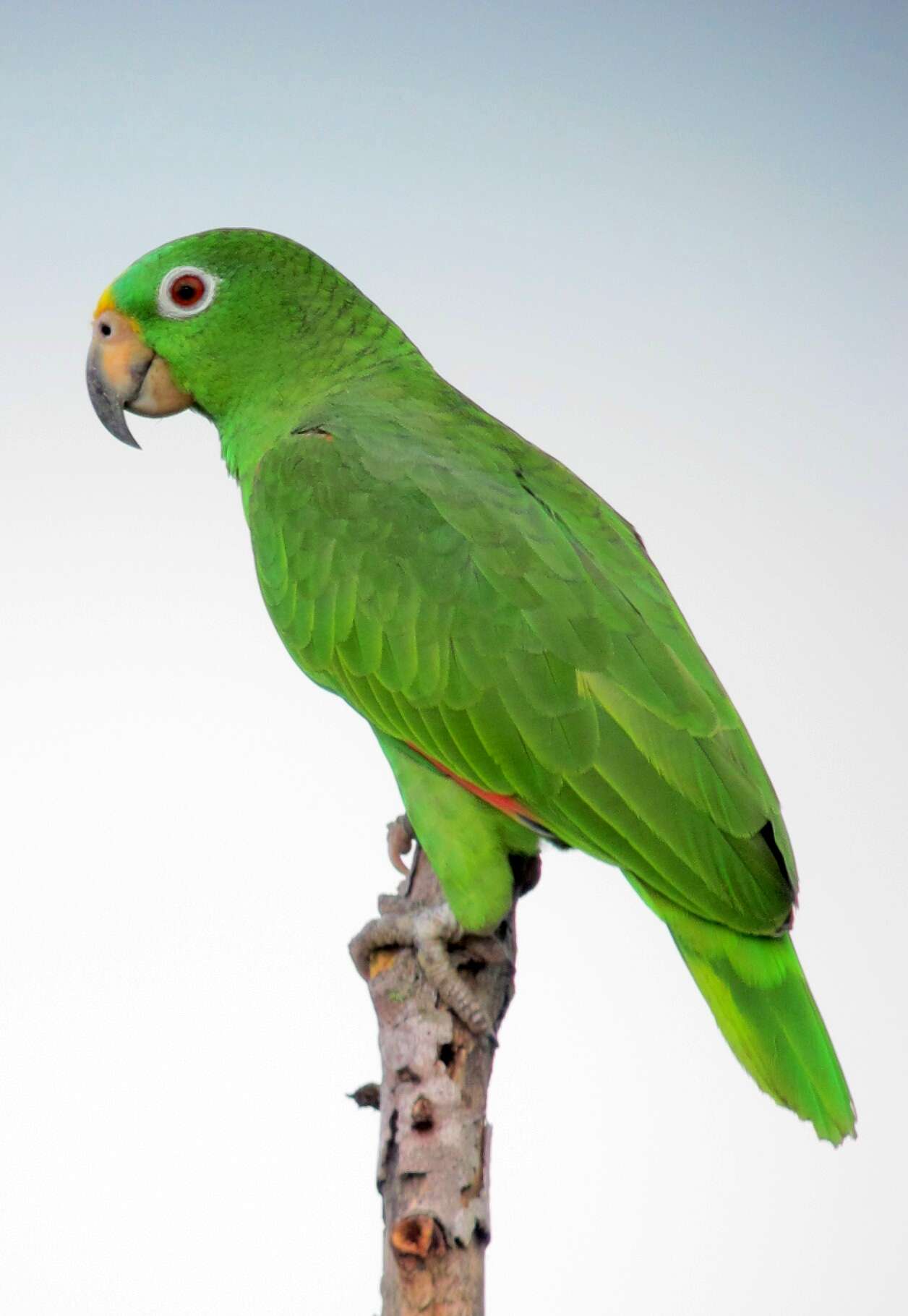 Image of Yellow-crowned Parrot, Yellow-crowned Amazon