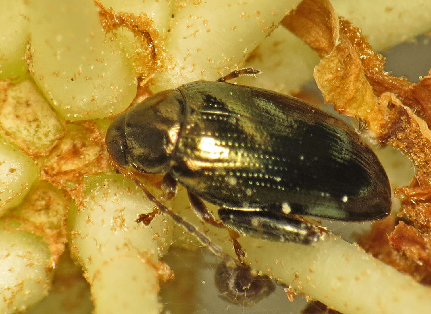 Image of Cabbage-stem flea beetle