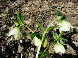 Image of lenten-rose